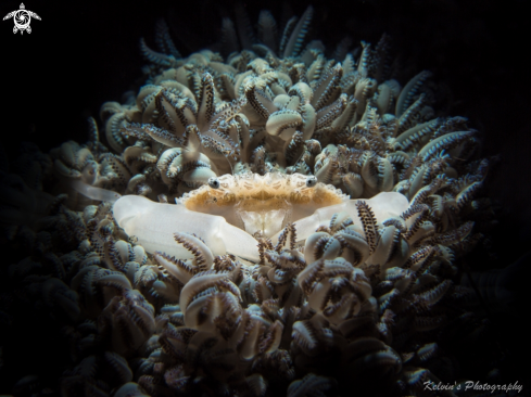 A Coral crab