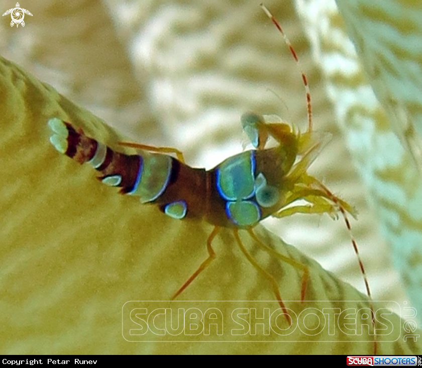 A Anmone Shrimp