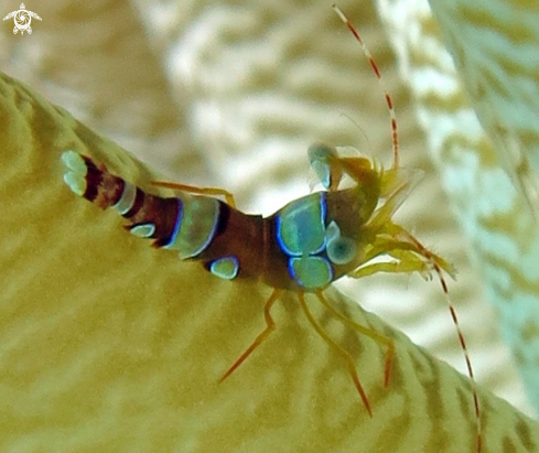 A Anmone Shrimp