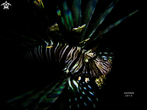 A Pterois volitans | Lion Fish