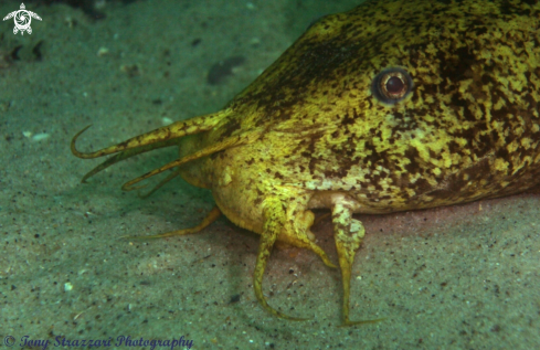 A Cnidoglanis macrocephalus | Estuarine Catfish