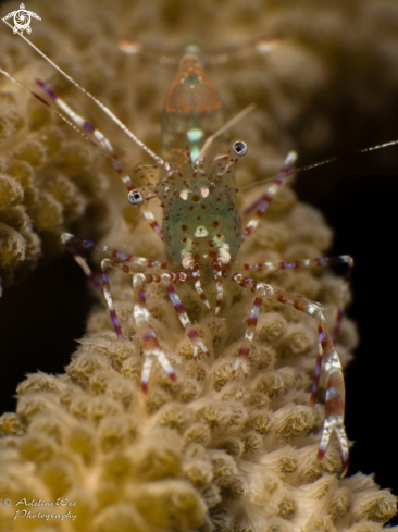 A Periclimenes yucatanicus | Spotted Cleaner Shrimp