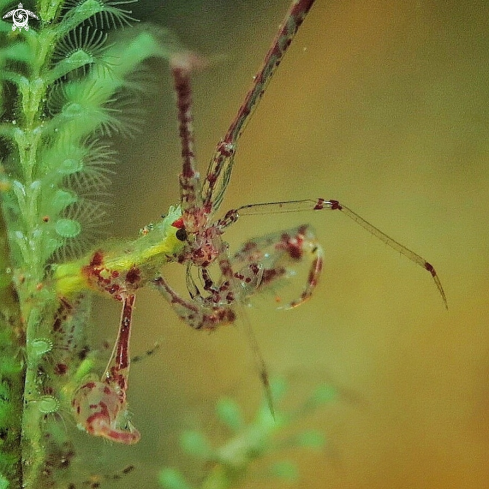 A Skeleton shrimp