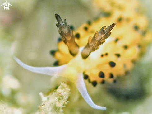 A Banana Nudi