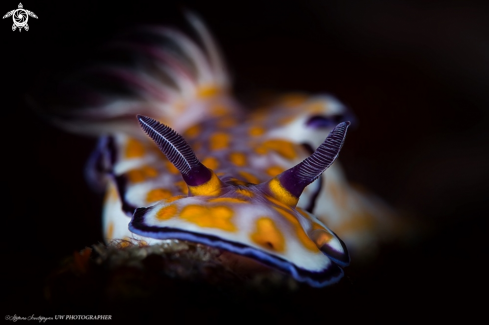 A  CHROMODORIDIDAE BEAUTIFUL RISBECIA   | Nudibranco