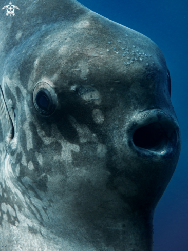 A Southern Ocean Sunfish