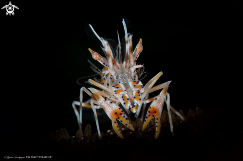 A Phyllognathia ceratophthalma | Tigher shrimp