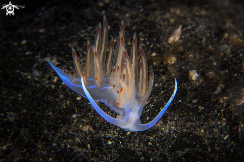 A Cratena peregrina