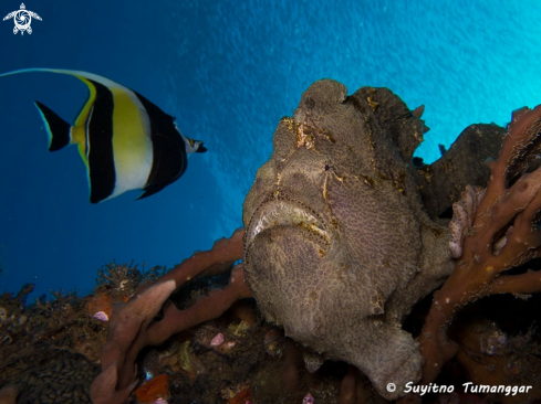 A Antennarius commerson | Frogfish