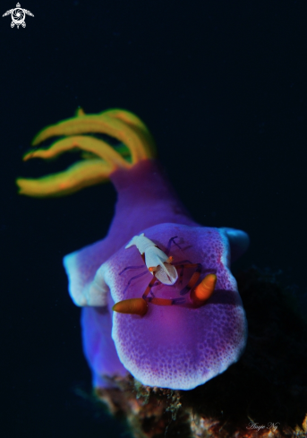 A Nudibranchs and emperor shrimp