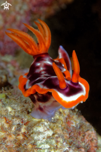 A Nudibranche