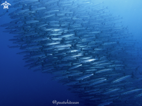 A Barracuda 