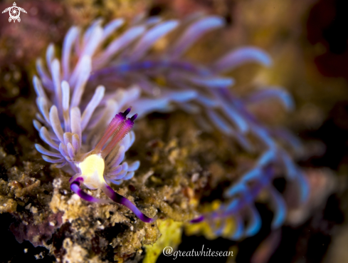 A Nudibranch