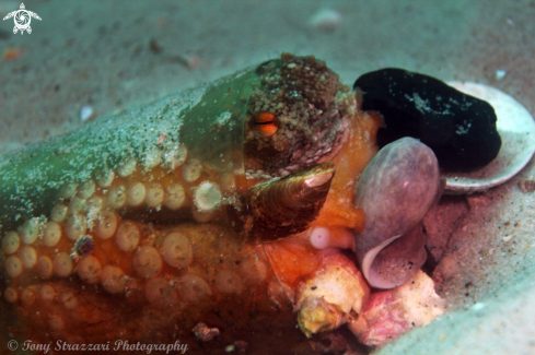 A Octopus tetricus | Common Octopus