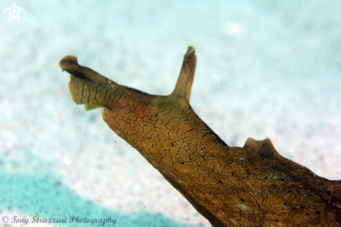 A Black spotted Sea Hare