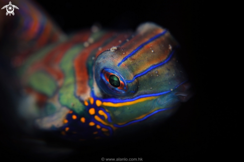 A Mandarin Fish