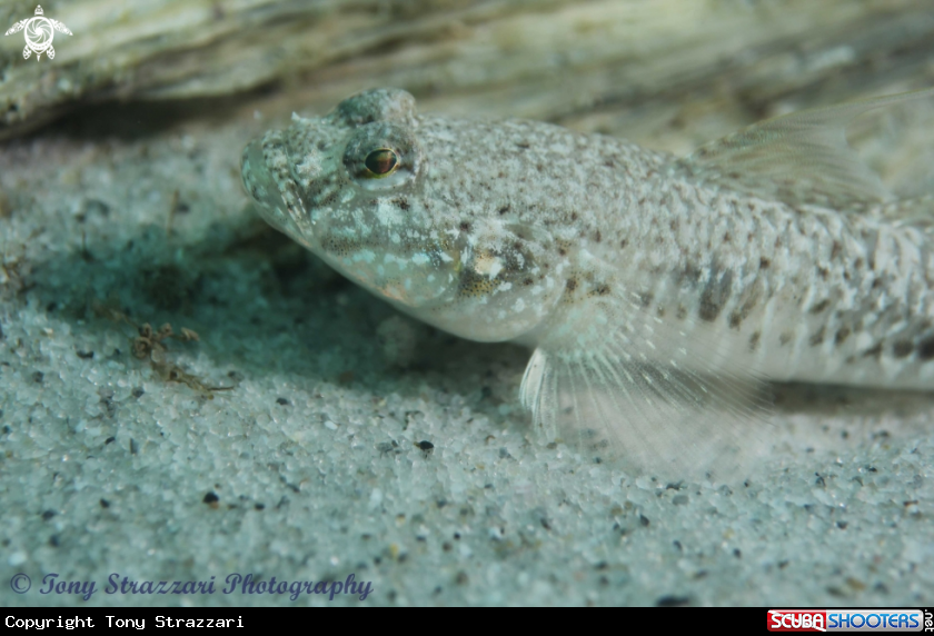 A Long-finned Goby