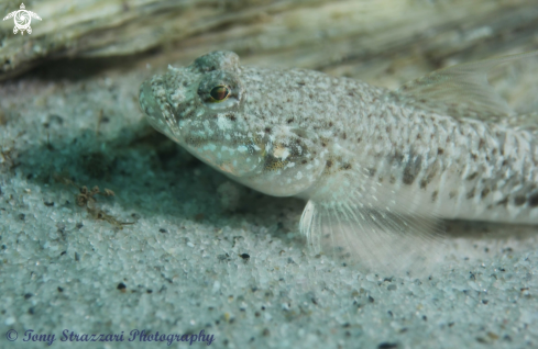 A Favonigobius lentiginosus | Long-finned Goby