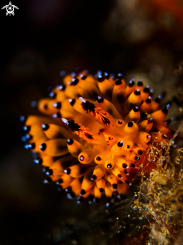 A Janolus sp.   | Nudibranch