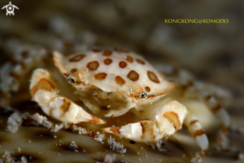 A Commensal Crab
