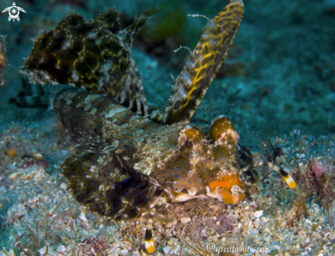 A Fingered dragonet