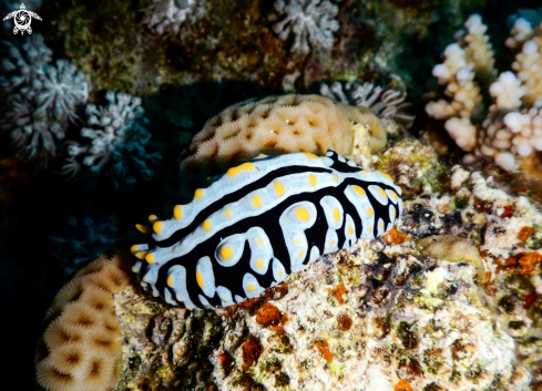 A Phyllidia varicosa