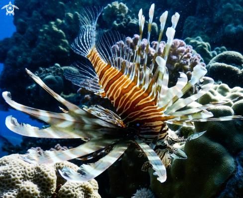 A Common lionfish