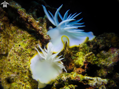 A Ardeadoris egretta | Nudibranch