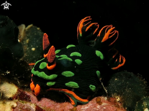 A Nembrotha kubaryana | Kubaryana nudi