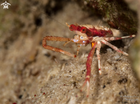 A Common Squat lobster