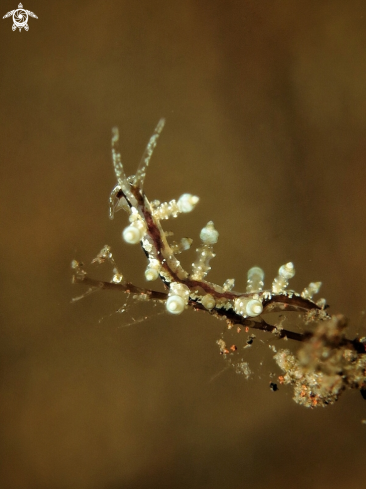 A Eubranchus sp.