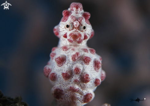 A Bargibanti Pygmy seahorse | Bargibanti Seahorse