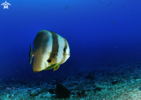 A Batfish