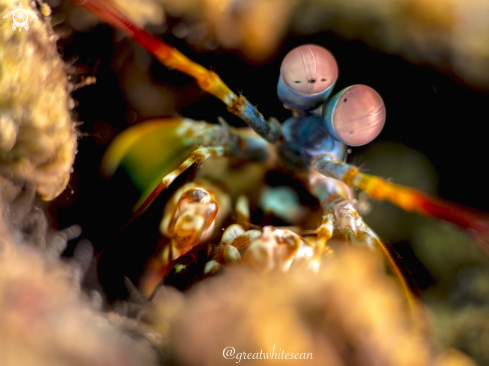 A Peacock Mantis Shrimp