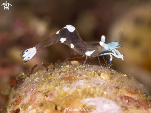 A Periclimenes brevicarpalis | Glass anemone shrimp