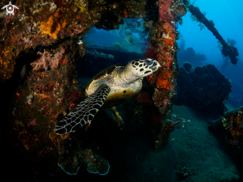 A  Eretmochelys imbricata | Hawksbill Turtle