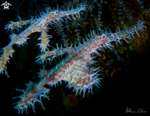 A Ornate Pipefish