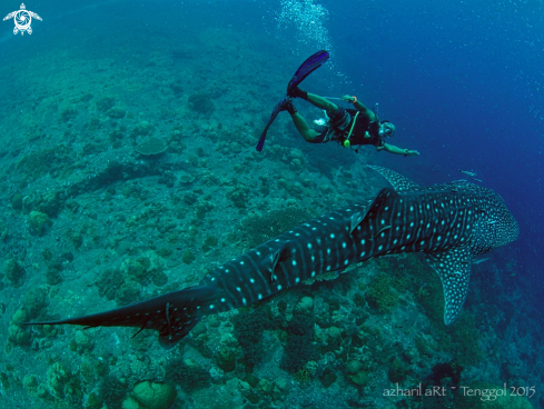 A Whale Shark