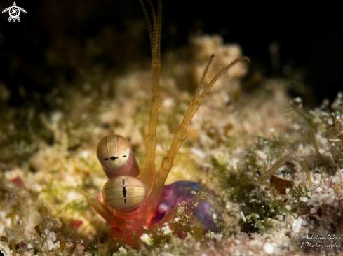 A Mantis shrimp