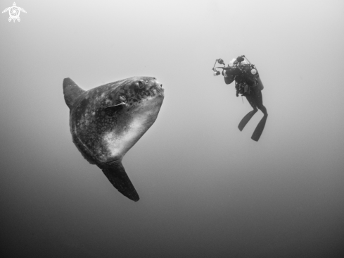 A Mola ramsayi | Southern Ocean Sunfish