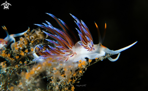 A Cratena peregrina