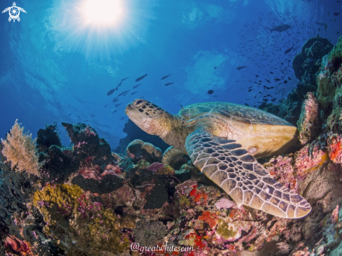 A Chelonia mydas | Green Turtle