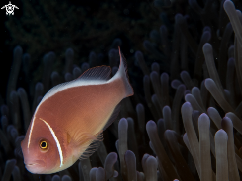 A Amphiprion Perideraion | Amphiprion Perideraion