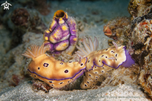 A Nudibranche