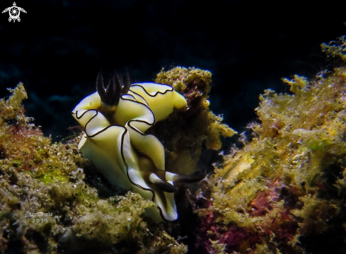 A Glossodoris astromarginata | Nudibranch