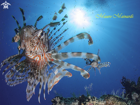 A Pterois miles | Lionfish