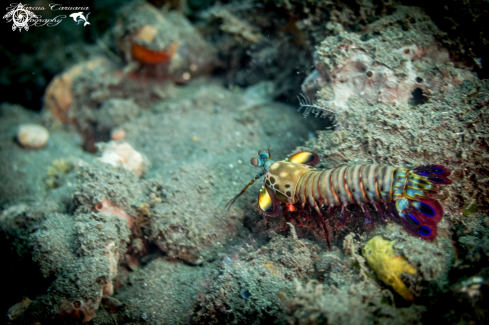 A Mantis Shrimp