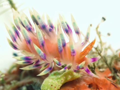 A Flabellina nudibranch