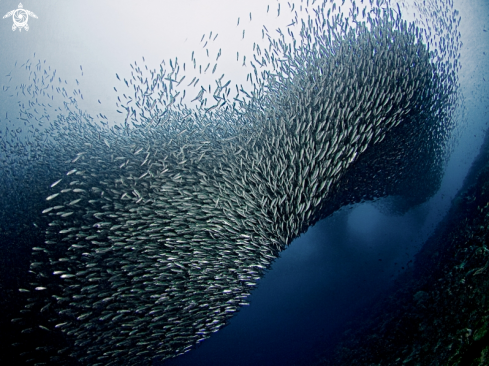 A Sardinops sagax | Sardines