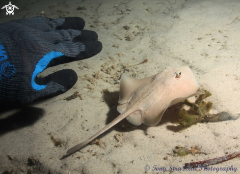 A Common Stingaree